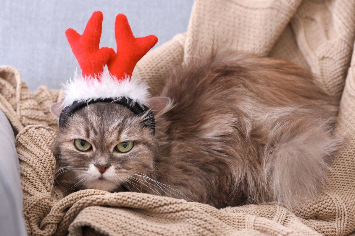 cat wearing reindeer antlers