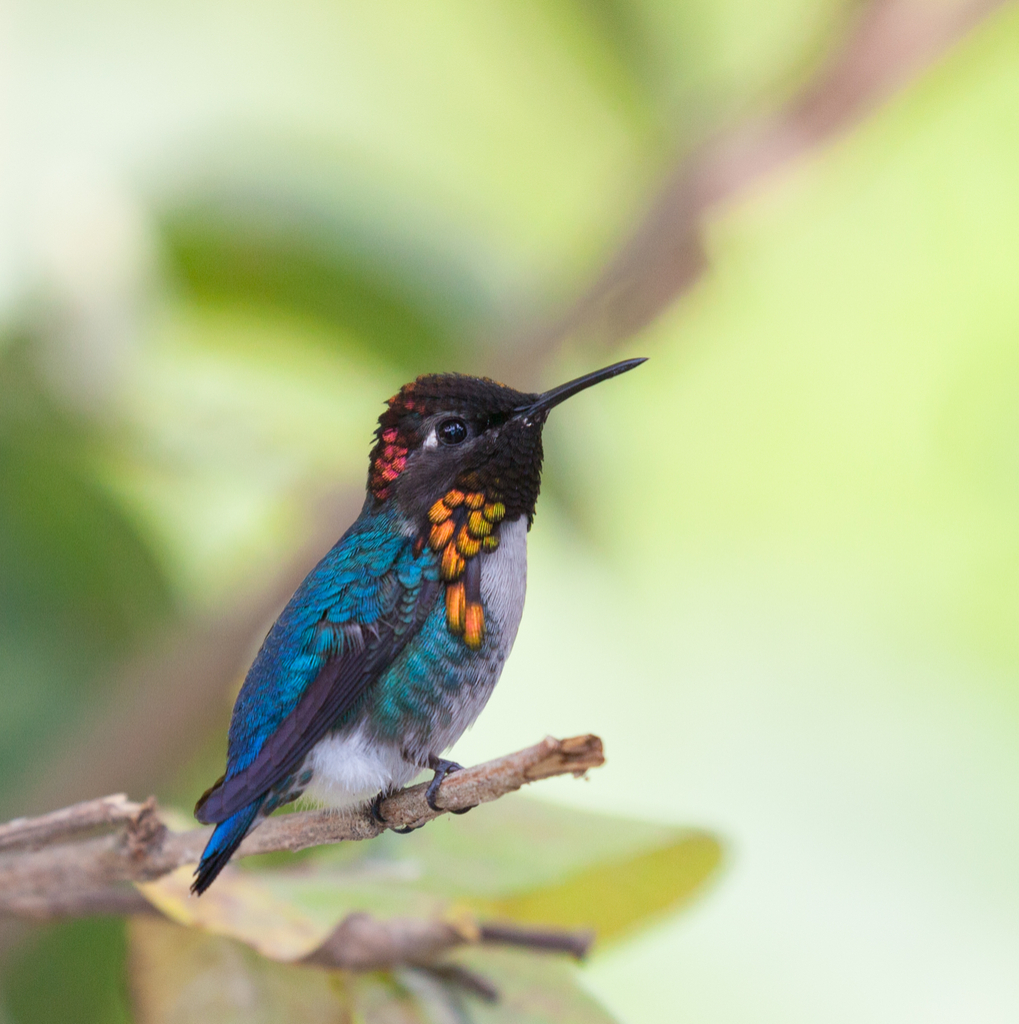 Bee Hummingbird Smallest Animals