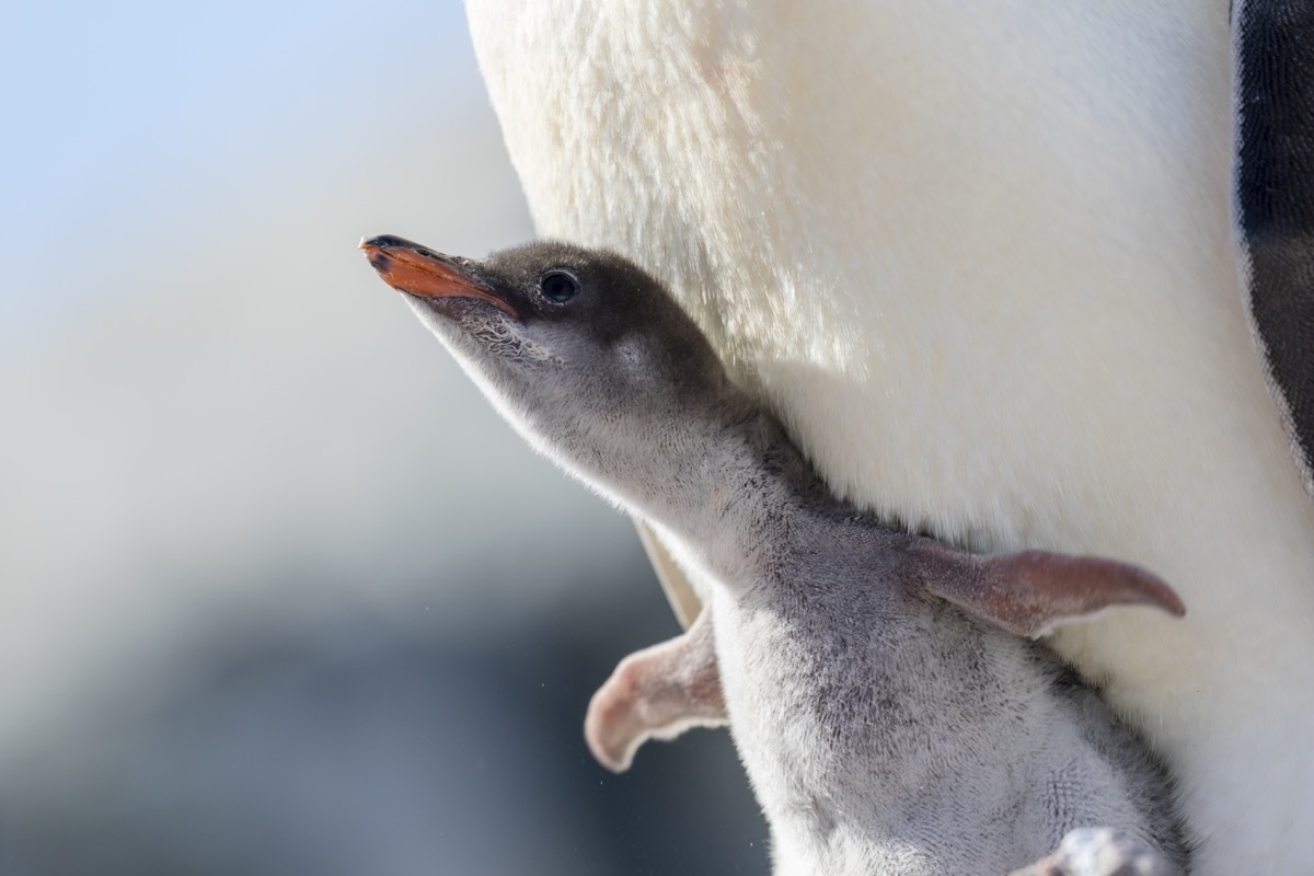 Gentoo penguin (Pygoscelis papua) chick and parent at Petermann Island, Antarctic Peninsula